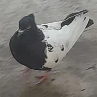 سلام