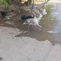 بوقلمون  ماده ونر