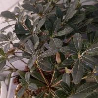 گیاه بونسای اصل