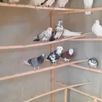 ۲۲عدد کبوتر غریبگیری یجایی دونه ای ۲۰۰ هزار تومان