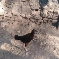 مرغ فروشی