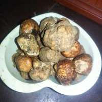 کاکا با زبون خوش بیا دنبل ببر دنبل تازه امروز عصر