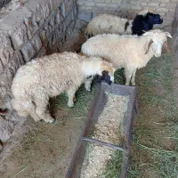 گوسفند