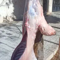 بره و بزغاله کشتاری چاق (زنده)