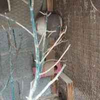 قفس بزرگ|لوازم جانبی حیوانات|برازجان, |دیوار