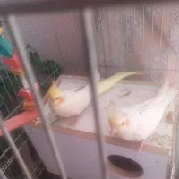 عروس هلندی نر و ماده  تخم گذار  با قفس