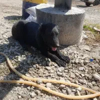 سگ سراب