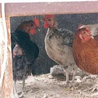 سه عدد مرغ تخمگذار  گوشتی درشت