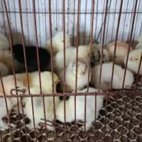 20عدد برهما طبیعی  سرحال