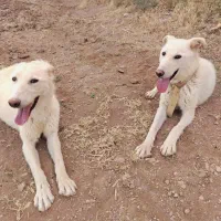 توله سگ 1 ساله سفید