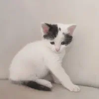 گربه چشم رنگی با یه بچه دوماه که ماده است