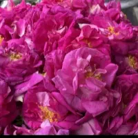 گلاب عالی درجه یک با غلظت خوب وتازه
