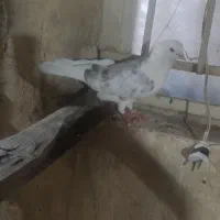 کفتر
