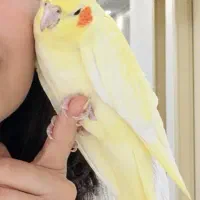 عروس هلندی