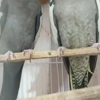 عروس هلندی با پدر مادر رو تخم