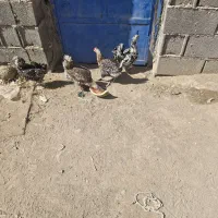 مرغ گلین