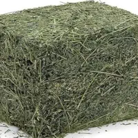 یونجه خوزستان رطوبت کم و ذرت علوفه ای پردانه