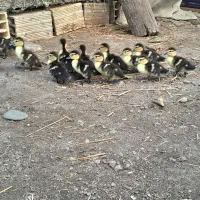 جوجه اردک اسراییلی