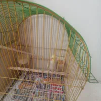 عروس هلندی سخنگو