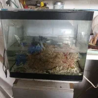 آکواریوم معاوضه باماهی