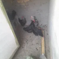 فروش مرغ