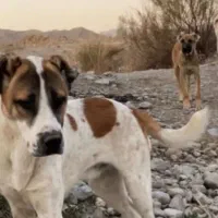 سگ گوسفندی خوب