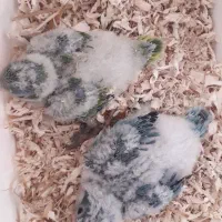 راهب عروس هلندی ملنگو