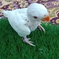 ملنگو سرلاکی البینو