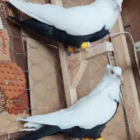 کفتر دمبی ۳عدد روهم ۱۰ملیون
