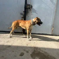 سگ پیتبول نر