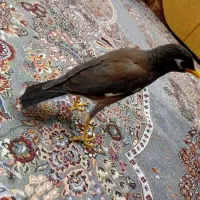 مرغ مینا