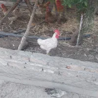 خروس