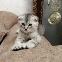 توله اسکاتیش و راشن بلو بالغ