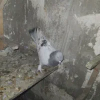 کفتر|پرنده|شیراز, کوزه گری|دیوار