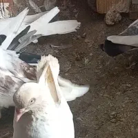 کبوتر گمشده