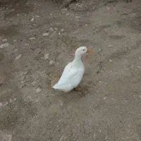 اردک ماده