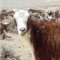 گوسفند