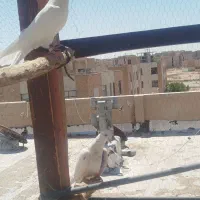 کفتر پرشی