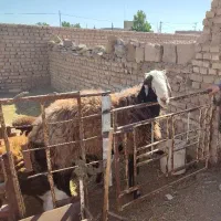 قوچ اصیل افشاری