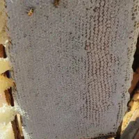 کاملآ درمانی