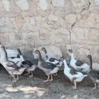 ۱۸ عدد غاز