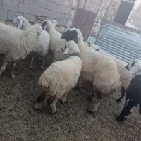 میش بره ومیش ابستن