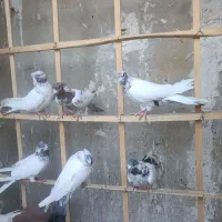 ۳ جفت کله دار