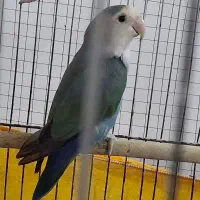 طوطی کوتوله