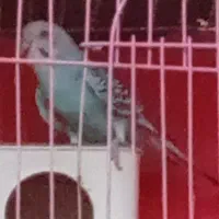 سه عدد مرغ عشق ماده|پرنده|اصفهان, کساره|دیوار