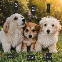 توله سگ تریر ، کورگی ، رتریور