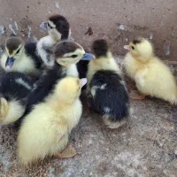 ۷ عدد جوجه اردک اسرائیلی یه تومان