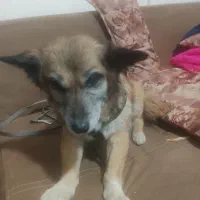 واگذاری کاملا رایگان سگ کاملا خونگی