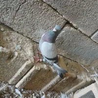 پلاکی نر