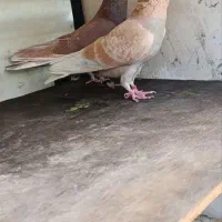 کبوتر تهرانی
